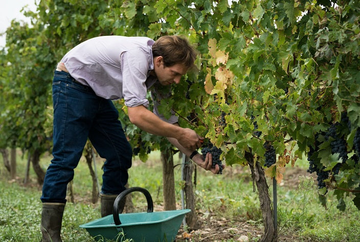 Château des Antonins 2016/2018, Bordeaux Superieur