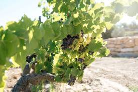 Chateau St Baillon Rosé 2021/2022, Cotes de Provence